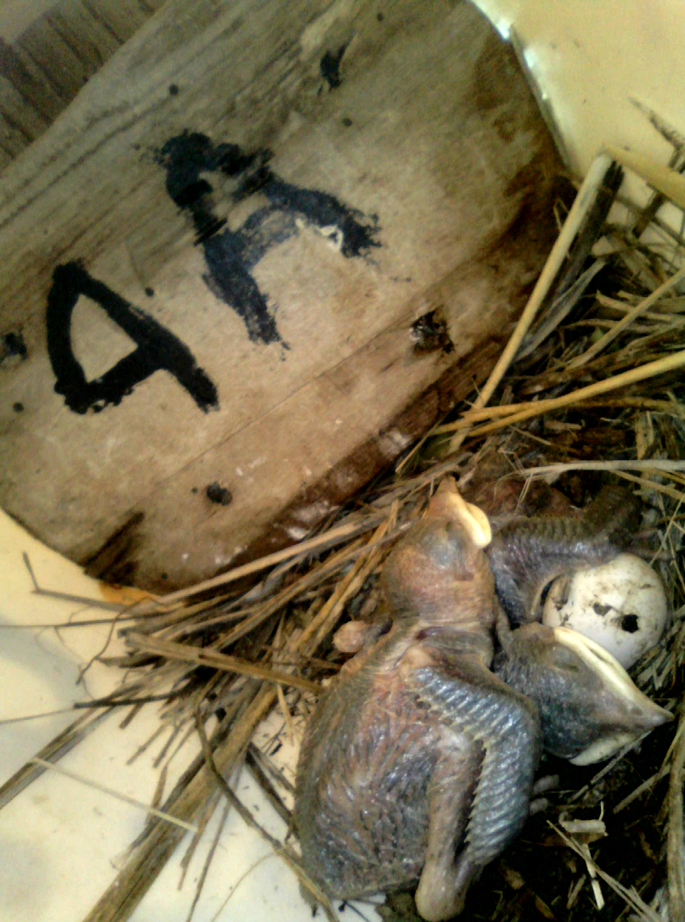 OPAS 4A